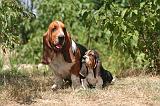 BASSET HOUND 169